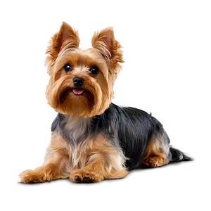 Yorkie Head Tilt Png Xlw PNG image