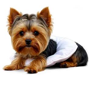 Yorkie In Bed PNG Lou60 PNG