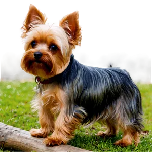 Yorkie In Park Png Ydy28 PNG image