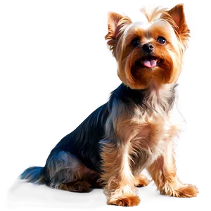 Yorkie In Sunlight PNG Klw17 PNG