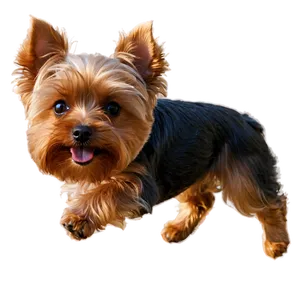 Yorkie Jumping Png 06242024 PNG image