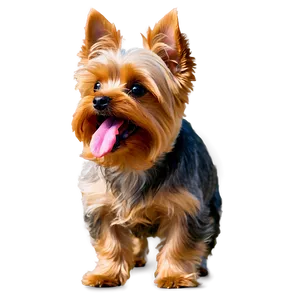 Yorkie Licking PNG 06242024