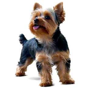 Yorkie Looking Up PNG 80 PNG
