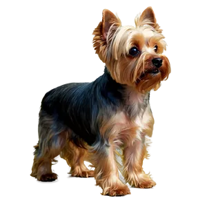 Yorkie On Walk PNG Bvv64 PNG