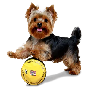 Yorkie Playing PNG 19