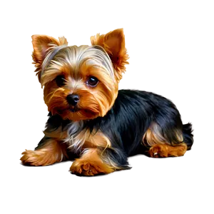 Yorkie Playing Png 53 PNG image