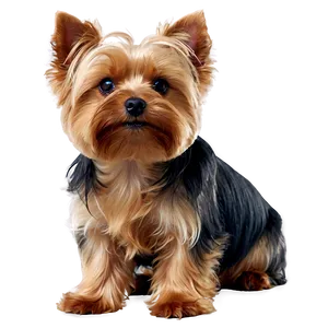 Yorkie Portrait PNG Xes16 PNG