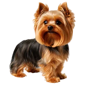Yorkie Profile PNG Sar23