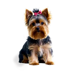 Yorkie Sitting PNG 29 PNG