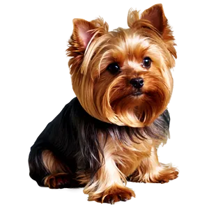 Yorkie Sitting PNG Hcp64 PNG