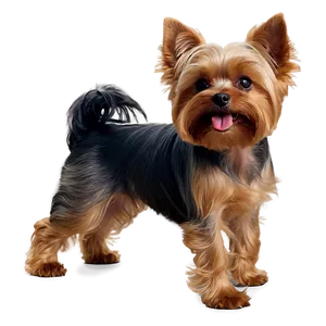 Yorkie Wagging Tail Png Uyc PNG image