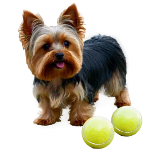 Yorkie With Ball Png 65 PNG image