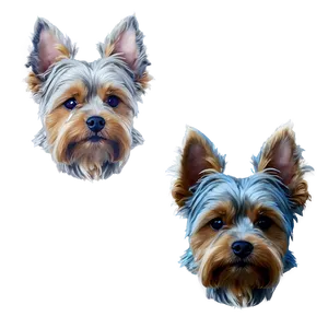 Yorkie With Ears Up PNG 06242024 PNG