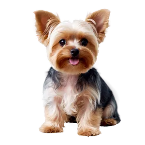 Yorkie With Ears Up Png 06242024 PNG image