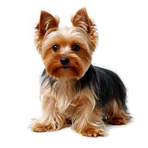 Yorkie With Flowers PNG 06242024