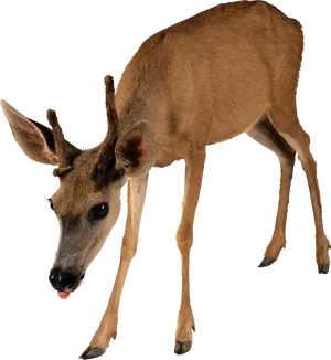 Young Brown Deer Transparent Background PNG image