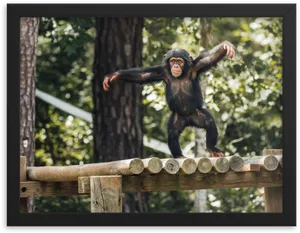 Young Chimpanzee Balancingon Fence PNG image