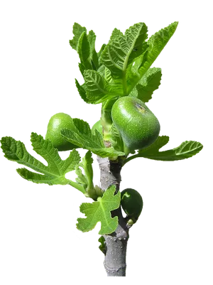 Young Fig Tree Branchwith Fruit PNG image