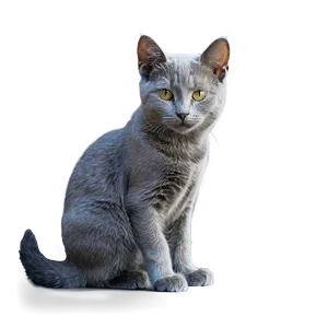 Young Grey Cat PNG Agh95 PNG