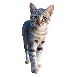 Young Grey Cat PNG Osm