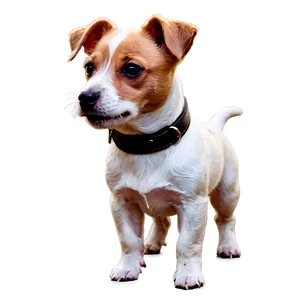 Young Jack Russell Terrier Png 73 PNG image