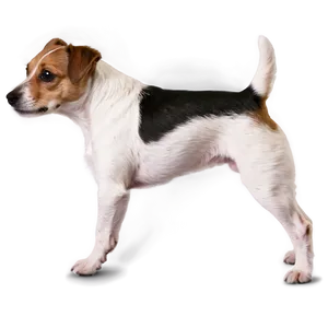 Young Jack Russell Terrier PNG Gqn