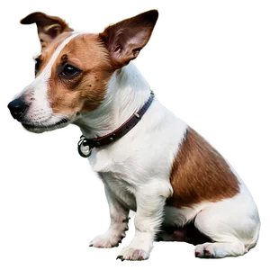 Young Jack Russell Terrier PNG Wcm46 PNG