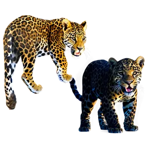 Young Jaguar PNG 36