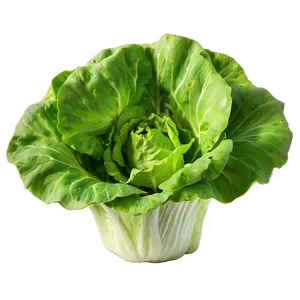 Young Lettuce Png Cgx PNG image