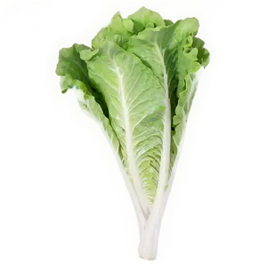 Young Lettuce Png Jej PNG image