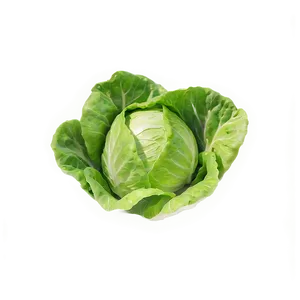 Young Lettuce Png Lug76 PNG image