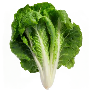 Young Lettuce Png Rpf35 PNG image