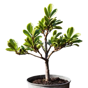 Young Magnolia Tree Growing Png Vqg PNG image