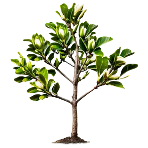 Young Magnolia Tree Growing Png Xlb39 PNG image