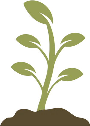 Young Plant Growing Illustration