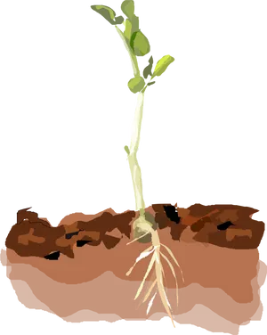 Young Plant Growing Soil Cross Section PNG image