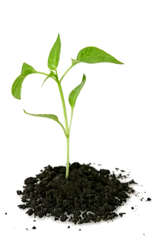 Young Plant Growingin Soilon Black Background PNG image