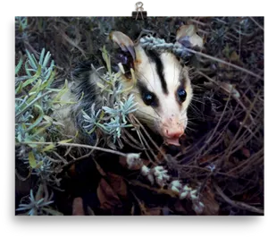 Young Possumin Natural Habitat.jpg PNG