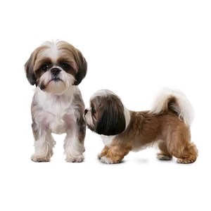 Young Shih Tzu Learns Tricks PNG 37