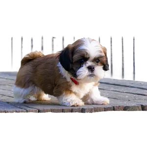 Young Shih Tzu Learns Tricks PNG Cpw PNG