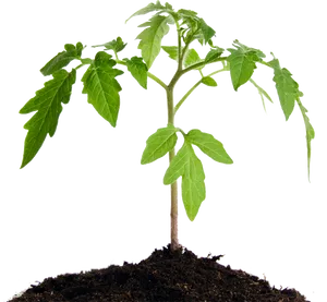 Young Tomato Plant Growingin Soil PNG image