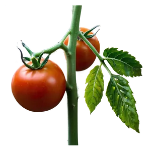 Young Tomato Plant PNG Wdo