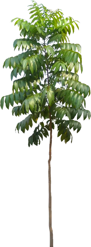 Young Tree Isolatedon Black Background PNG image