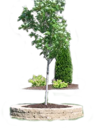 Young Tree Landscaping Design PNG image