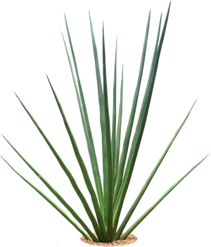 Yucca Plant Isolatedon Black PNG image