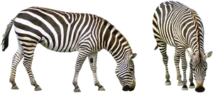 Zebras_ Grazing_ Side_ View.png PNG image