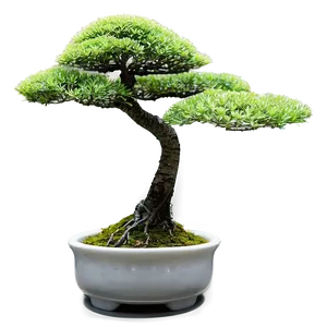 Zen Garden Bonsai Tree Png 06202024 PNG image