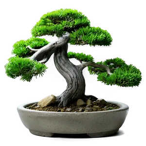 Zen Garden Bonsai Tree Png 06202024 PNG image