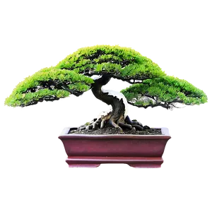 Zen Garden Bonsai Tree Png 06202024 PNG image