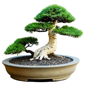 Zen Garden Bonsai Tree PNG 93